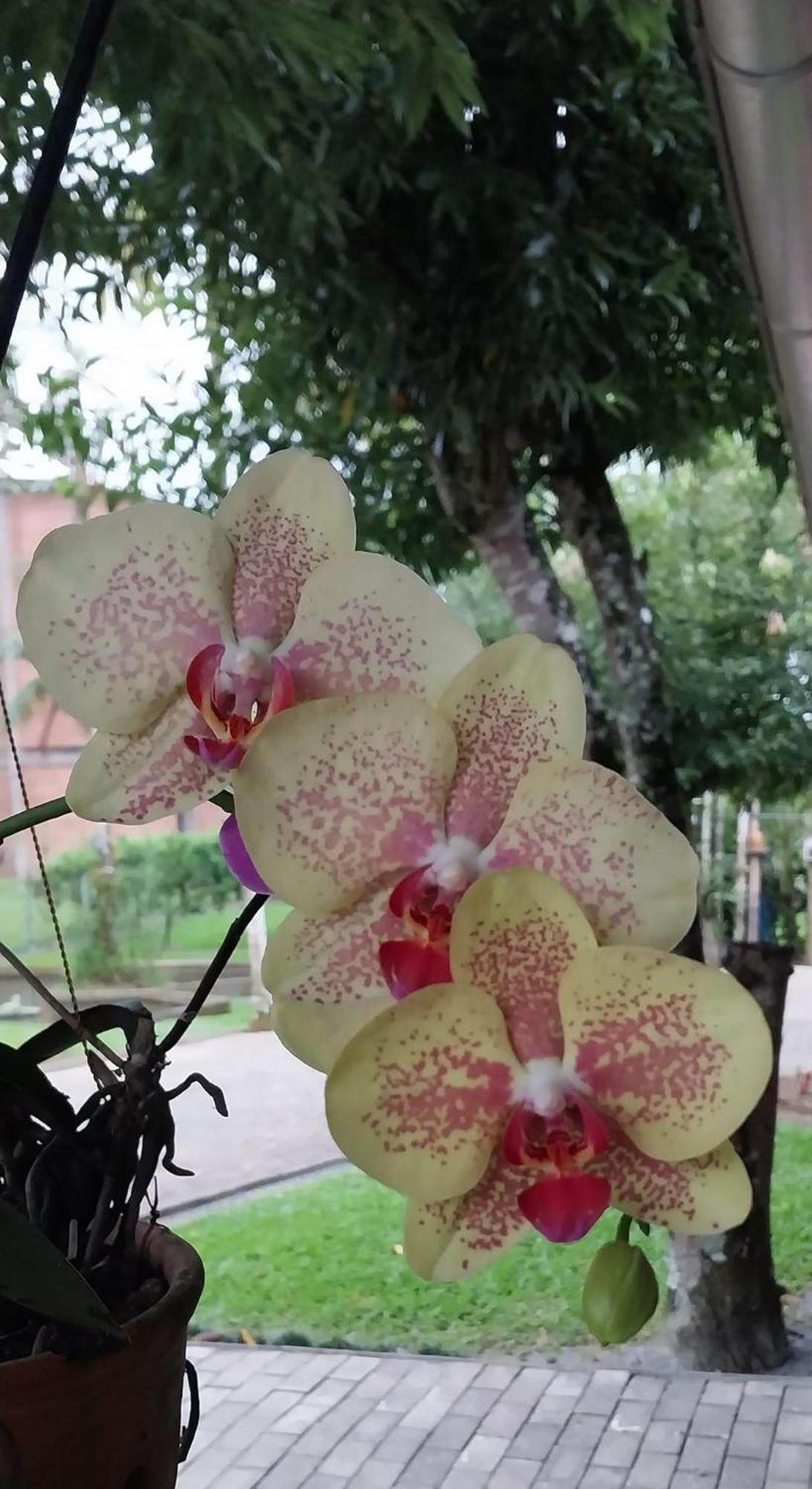 Hospedagem Tri-Best Pomerode Bagian luar foto